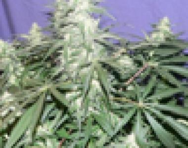Paradise Seeds - Automaria II cannabis seed