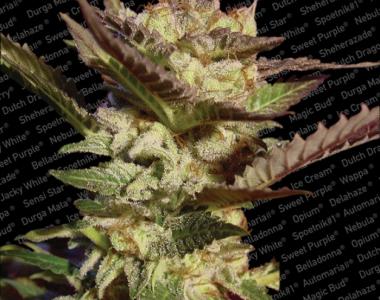 Paradise Seeds - Durga Mata cannabis seed