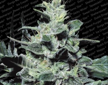 Paradise Seeds - Nebula cannabis seed