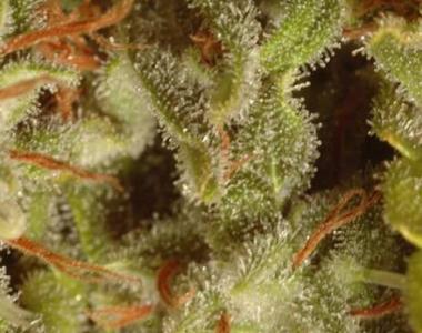 Paradise Seeds - Sativa Champions Pack cannabis seed