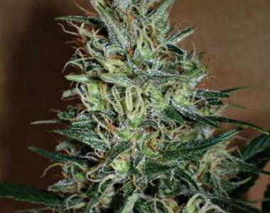 Positronics - Amnesia Mistery cannabis seed