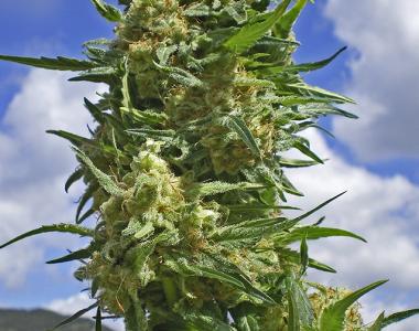 Positronics - Black Widow cannabis seed