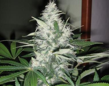 Positronics - Blue Rhino cannabis seed