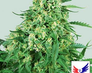 Positronics - Caramel Ice cannabis seed