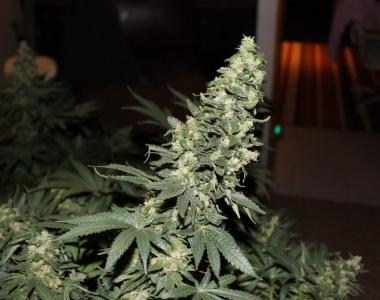 Positronics - Claustrum cannabis seed