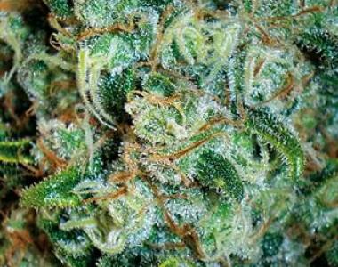 Positronics - Critical 47 Express cannabis seed