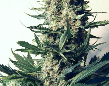Positronics - Critical 47 cannabis seed