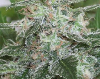 Positronics - Critical Express Auto cannabis seed