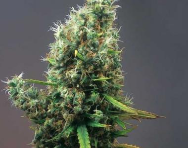 Positronics - Cum Laude cannabis seed