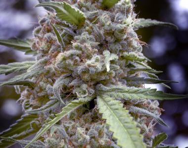 Positronics - Grapefruit cannabis seed