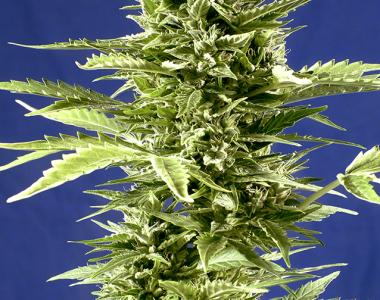 Positronics - Jack Diesel Express cannabis seed