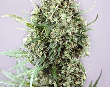 Positronics - Jack Diesel cannabis seed