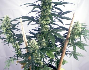 Positronics - May Day Express Auto cannabis seed