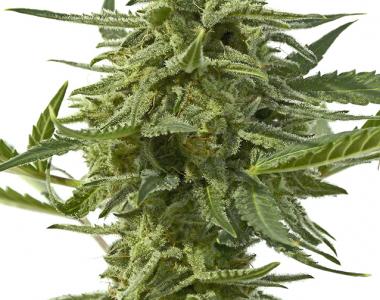Positronics - Northern Haze Express cannabis seed