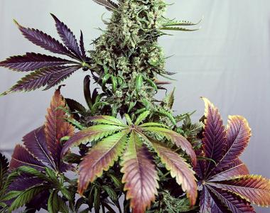 Positronics - Purple Haze #1 cannabis seed