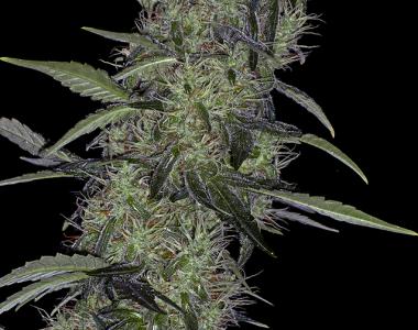 Positronics - Somango 47 cannabis seed