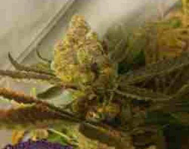 Purple Caper - Chocolate Chip Cookie cannabis seed