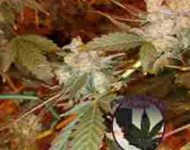 Purple Caper - Chocolate OG cannabis seed