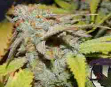Purple Caper - Cookie OG cannabis seed