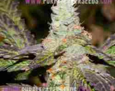 Purple Caper - Girl Scout Cookie F2 cannabis seed