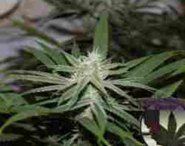 Purple Caper - Gorilla Glue BX cannabis seed