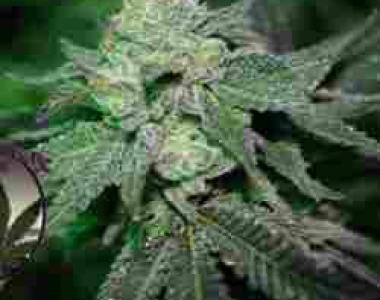 Purple Caper - Grand Caper cannabis seed