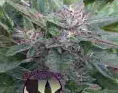 Purple Caper - Grandaddy OG cannabis seed