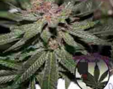 Purple Caper - Granddaddy Purple BX cannabis seed