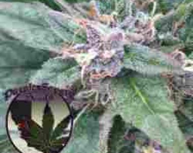 Purple Caper - Grape OG cannabis seed