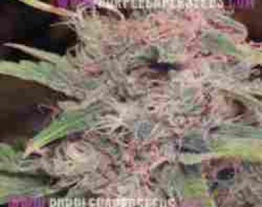 Purple Caper - Purple Caper cannabis seed