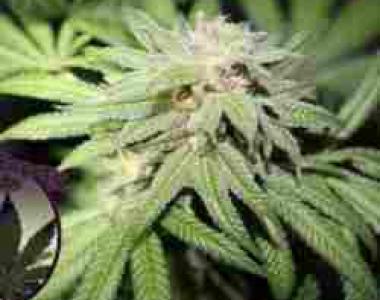 Purple Caper - Purple Punch BX cannabis seed