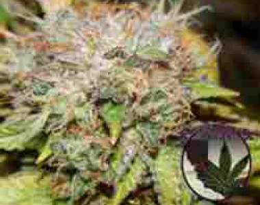 Purple Caper - Wedding Cake cannabis seed