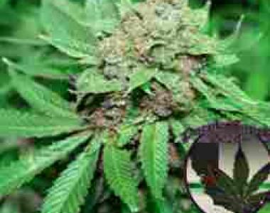 Purple Caper - White Grapes cannabis seed