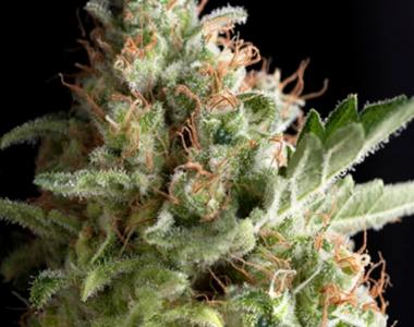 Pyramid Seeds - American Pie cannabis seed