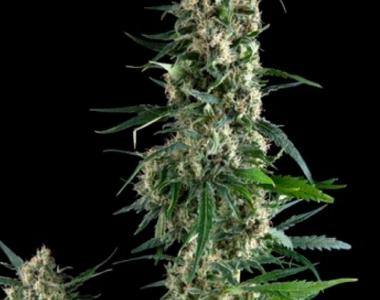 Pyramid Seeds - Amnesia Gold cannabis seed
