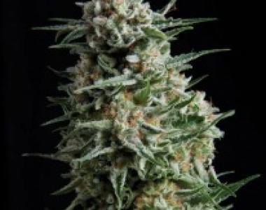 Pyramid Seeds - Anesthesia cannabis seed