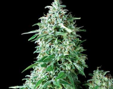 Pyramid Seeds - Anubis cannabis seed