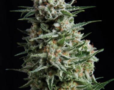 Pyramid Seeds - Anesthesia Auto cannabis seed