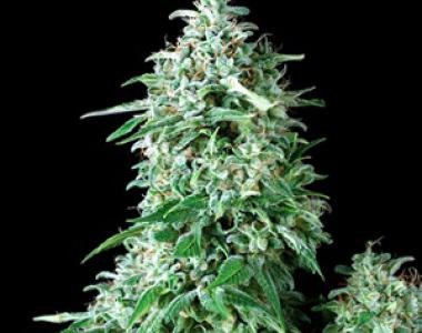 Pyramid Seeds - Anubis Auto cannabis seed
