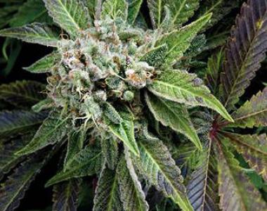 Pyramid Seeds - Blue Pyramid Auto cannabis seed