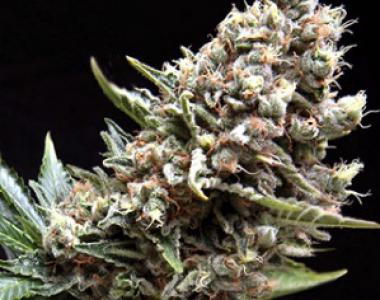 Pyramid Seeds - Nefertiti Auto cannabis seed