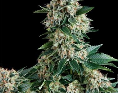 Pyramid Seeds - New York City Auto cannabis seed