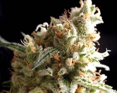 Pyramid Seeds - Super Hash Auto cannabis seed