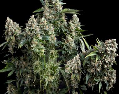 Pyramid Seeds - Tutankhamon Auto cannabis seed