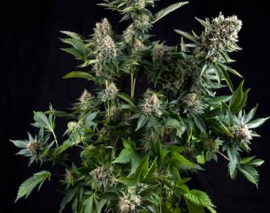 Pyramid Seeds - White Widow Auto cannabis seed