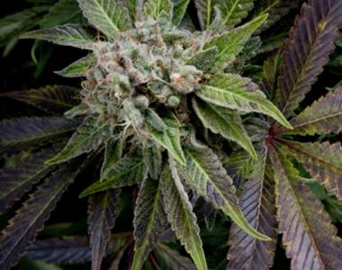 Pyramid Seeds - Blue Pyramid cannabis seed