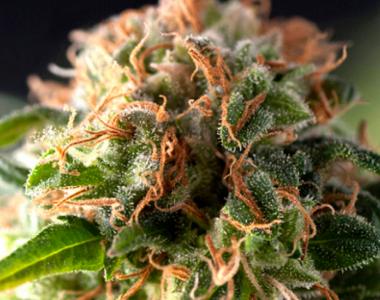 Pyramid Seeds - Fresh Candy cannabis seed