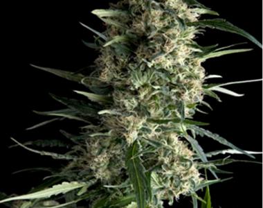 Pyramid Seeds - Galaxy cannabis seed