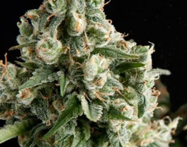 Pyramid Seeds - Lennon cannabis seed
