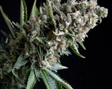 Pyramid Seeds - Nefertiti cannabis seed
